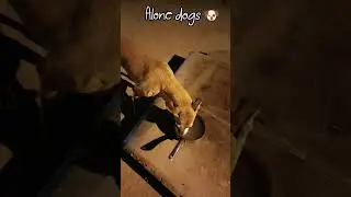 alone dogs 🐶 #dog #dogs #puppy #shorts #viral #trading #trend #youtube #cute #baby#pets#nature #baby