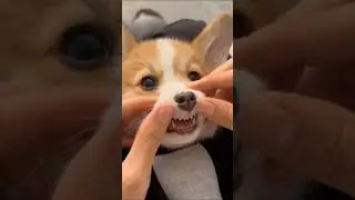 #purbaby #puppy #puppies #baby #cute #cuteanimals