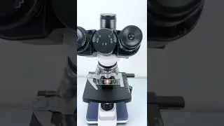 Steak magnified 400X is seriously awesome!#underthemicroscope #science #microscope
