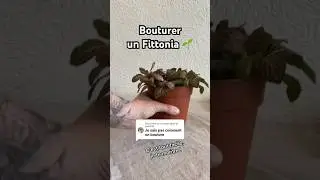 Bouturer un Fittonia ! M&ecirc;me depuis une feuille &ccedil;a reprend tout seul 🤩 #fittonia #bouture #plantes