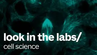 Look in the labs | Cell Science