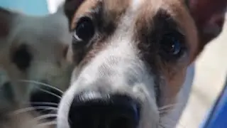 Ganito kami kapag araw ng ligo #dogs #housepets #aspin #accelthedog