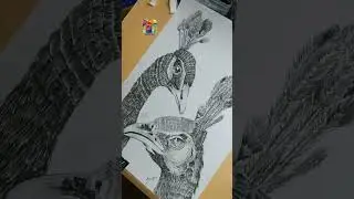 pea cock pencil sketching