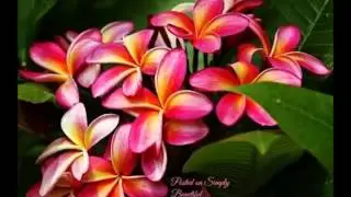 Ken jy Hom wat wonders doen
