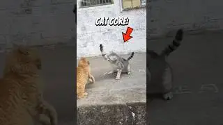 Two Cats Showdown 🐱💥 The Ultimate Feline Battle! #cat #funnypets #shorts