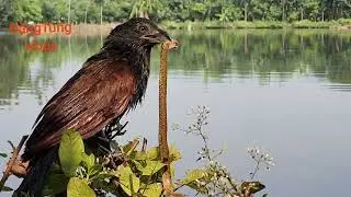 Snake-hunting birds descend on trees and devour their prey deliciously 