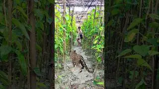 tiger open attack a boy in the forest #reels #vfx #wildlife #shorts #leopard #tiger