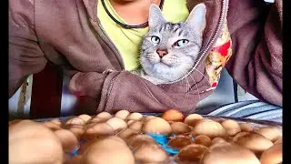 Deep Relax ASMR｜Cat Purring & Wooden Balls【live】