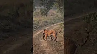 Tiger Carrying a Python After a Powerful Hunt | Rare Wildlife Moment&rdquo;🐍 #tigerhunt #viral #python