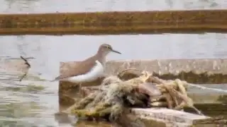 Common Sandpiper