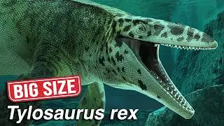 Giant New Mosasaur Discovered!