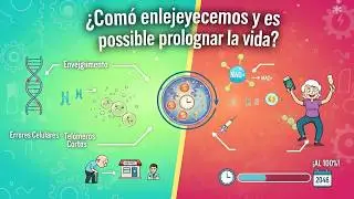 ¿Por qué envejecemos y se puede revertir?