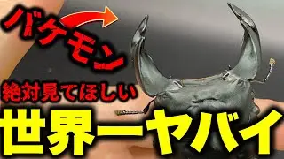 世界に一つだけの化け物クワガタを手にしてしまった？【クワガタ】