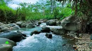 Serene River Stream ASMR for Deep Sleep and Calm | Relaxing Nature Water Flow No Talking