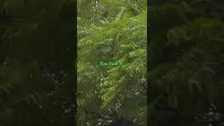 #Nature, #Real, #News, #Live #Wind, #weather, #Whatsapp status, #Best Whatsapp status, #Sad status