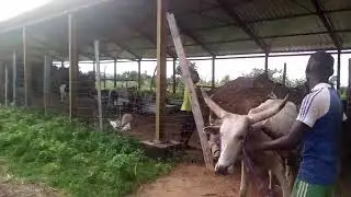 Yadda ake noma da shanu a bin se  yabaka mamaki.