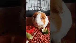 #weeklyfluff #piggys #cavylover #guineapigofinstagram #cutepets