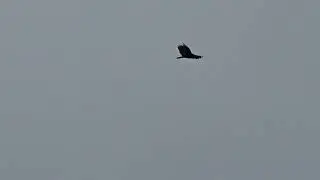 Free Bird 'Buzzard' Float. | Truly Free