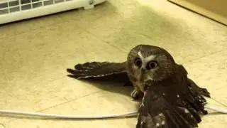 Saw-whet Owl Chilling By Fan