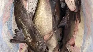 fishing life G man is live kenal me fishing net jal Big fish video 