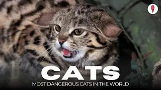 top 10 most dangerous cats in the world - wild animals