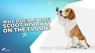 Why Does My Dog Scoot His Butt On the Floor?