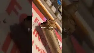 Jasiah x Comethazine x Young Jasperr(new snippet)