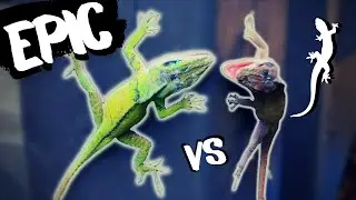 EPIC Lizard Battle - Green Anole Backyard Showdown [Animal Behavior Case Study]