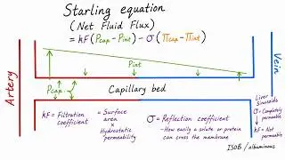 Starling equation (Net Fluid Flux) simple and easy explanation