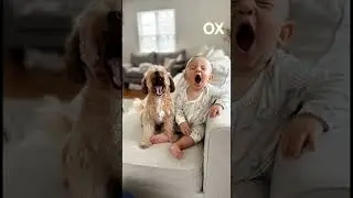 I Yawned&hellip; My Dog Yawned Too 😴🐶