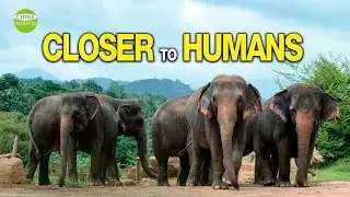 Friendship or conflict? China wild elephants herd move close to humans with No sign to back home yet