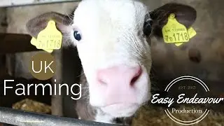 Summer Farming UK | Farm Animals | Easy Endeavour