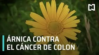 El &aacute;rnica podr&iacute;a combatir el c&aacute;ncer de colon - Creadores universitarios