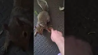 Squirrel Fighting!  #squirrel