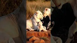 Lioness Protects Her Cub in SilenceWhen a Mother Lion Takes Control#shortsfeed #wildlife