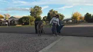 Violet seeing a go cart, and moving trash cans 12/27 #donkey ##minidonkey #donkeytraining 