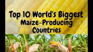 Largest Maize (Corn) Producing Countries in the World | Top 30 Maize (Corn) Productions Countries...