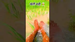 खेती बड़ी 👳 #vairal #trending #farming #video #agriculture #farming #village #goviral