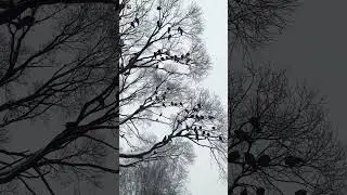 Pigeons sound 🖤🕊️ ( pigeon birds )
