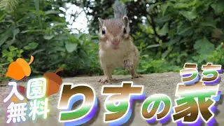 🐿️【まさかの！】飛び降りたいリスが取った行動が！？