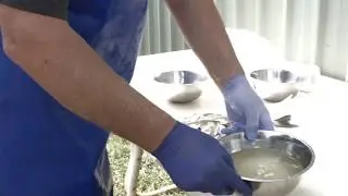 Hand Stripping/Breeding Native Australian Fish