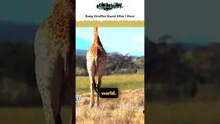 Newborn Giraffes Stand Up Just 1 Hour After 6-Foot Drop Birth