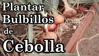 Como Plantar Bulbillos de Cebolla en el Huerto || El Huerto de Silverio