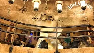 Disneyland Dok-Ondar's Den of Antiquities Shopping Star Wars Galaxy's Edge POV Sept 2025 Vlog #156