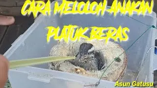 Cara Meloloh Anakan Burung Platok Beras