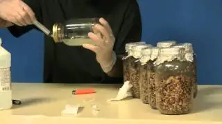 knocking up some jars of grain with phoenix oyster mushrooms.