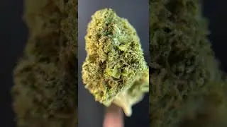 Jack Haze by 7ACRES