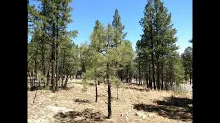 Commercial for sale - 4318 Apache Drive, Happy Jack, AZ 86024
