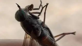 Horse Fly (Tabanidae: Tabanus) in Hand