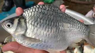 Fish Market live in Khmer Experts By Freshwater | MrFishKH #fishingcut #fishing_video #fishmarket